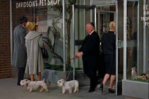 Hitchcock as Man Walking Dogs Out of Pet Shop.
